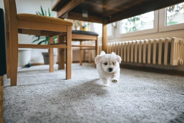 Pet- and Dust-Friendly Flooring for Las Vegas Desert Homes